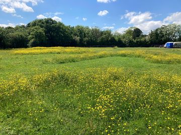 Meadow flowers (added by manager 19 apr 2022)