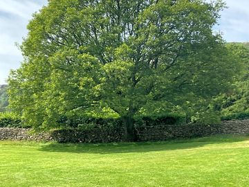 Mature tree backing the camping field