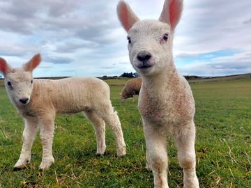 Lambs in season