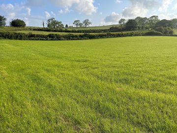 Grassy field