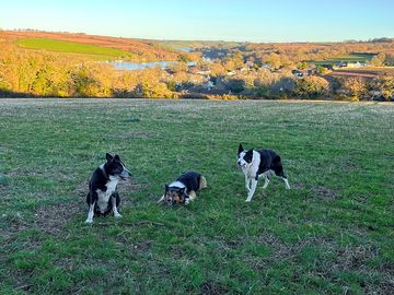 Dogs on leads are welcome