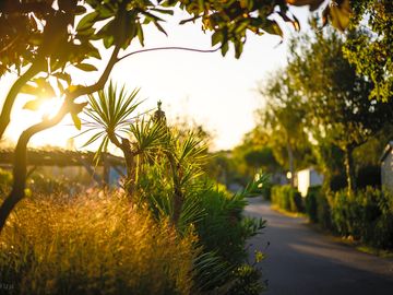 Une des allées paisibles de notre camping, idéale pour des balades en toute tranquillité.