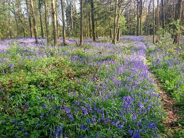 Bluebell woods next to the campsite (added by manager 08 may 2023)