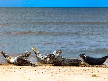 Beach seals