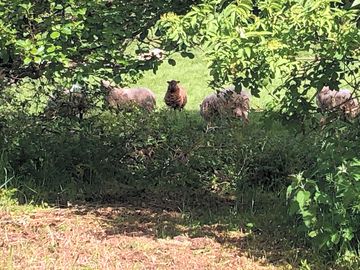 The neighbours
