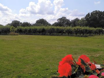 Whole site surrounded by trees