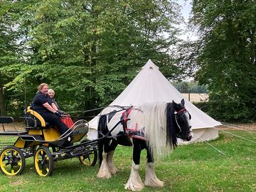 Local horse and carriage rides