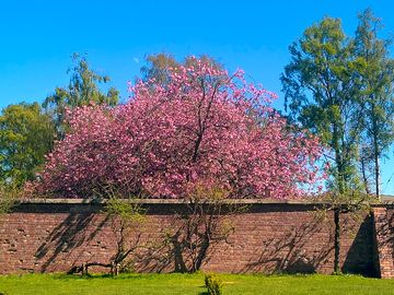 Colour around the walled garden