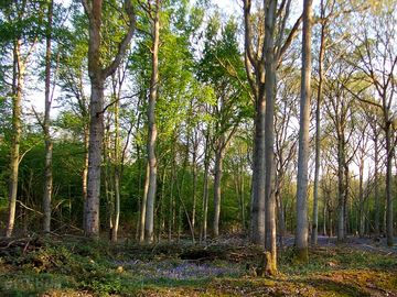 Bluebells in the woods