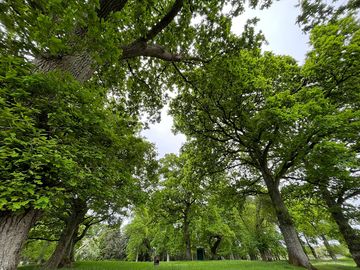 Oak trees