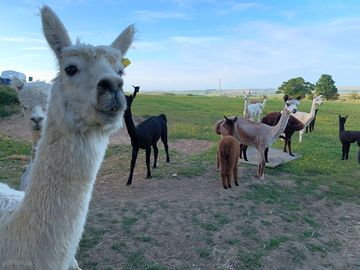 Edith the alpaca