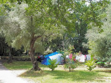 Shaded pitches beneath the trees
