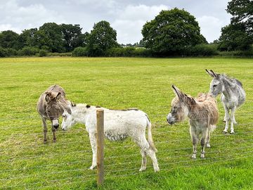 Meet the residents