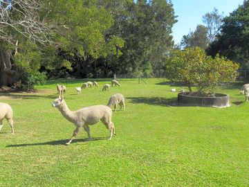 Alpacas grazing