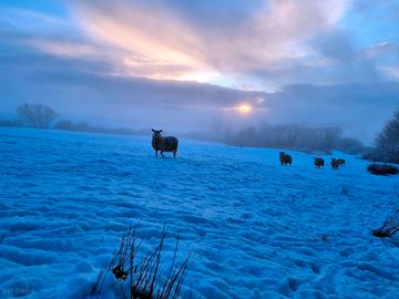 Sheep in the snow