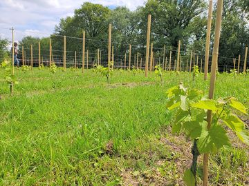 Vineyard 2024