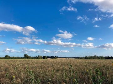 View across a field sown for wild bird seed cover (added by manager 22 aug 2020)