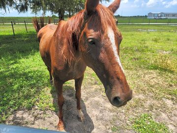 Meet reba