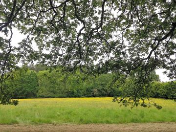 Grass pitches surrounded by trees