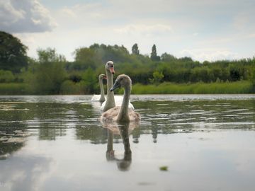 Wildlife on site