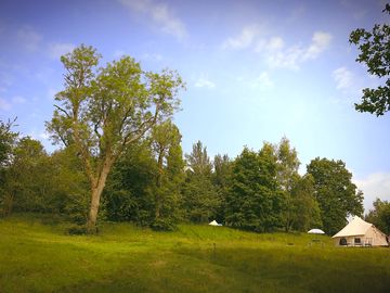 Woodland view