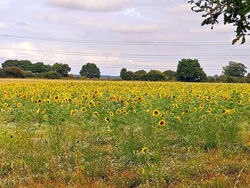 Sunflower field across the drive from the pitches