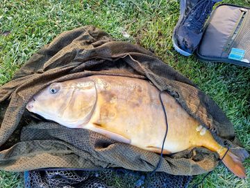 Lake 5 17lb 10oz mirror carp