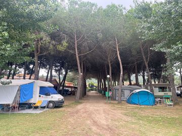 Pitches under trees