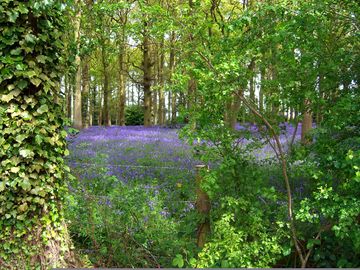 Bluebell wood, just outside the entrance gate (added by manager 25 oct 2021)