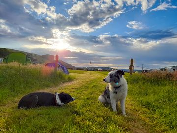 Our dogs enjoying the sunrise at nantcellan, beautiful views! (added by visitor 11 jun 2022)