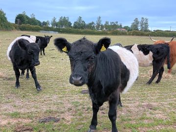 Cows near the camping field
