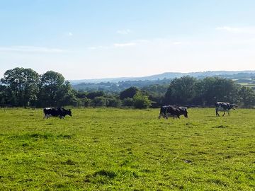 Cows coming in for milking