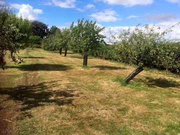 Pitch anywhere in the orchard (added by manager 26 jul 2022)
