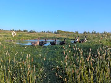 Grassy meadow campervan pitch next to the duck pond