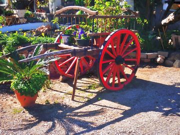 In the yard