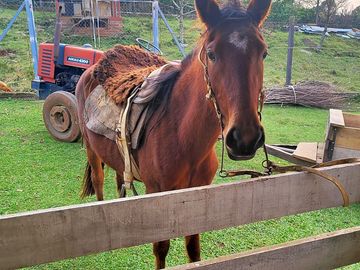Friendly horse