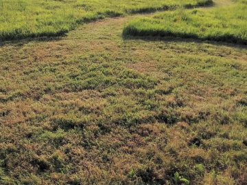 Paths cut through the meadow grass