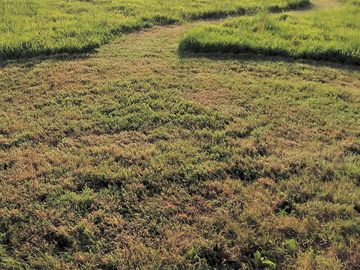 Paths cut through the meadow grass (added by manager 06 sep 2021)