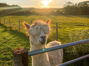Meet apollo the friendly alpaca (added by manager 07 jul 2022)