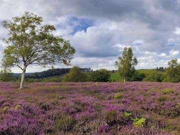 New forest walks