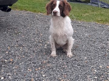 My springer spaniel watching the horses
