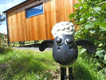 Shaun grazing outside the woolly wagon