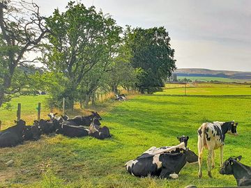 Visitor image of cows by the site (added by manager 12 oct 2022)