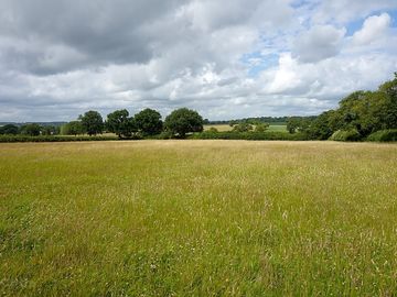 Hay meadow