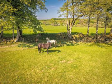 Some of the horses who reside on site