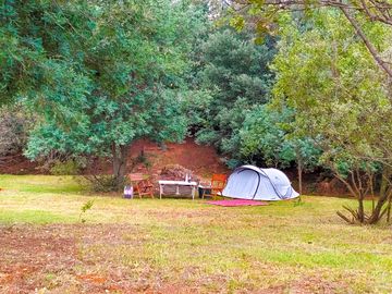 Pitches backed by mature trees
