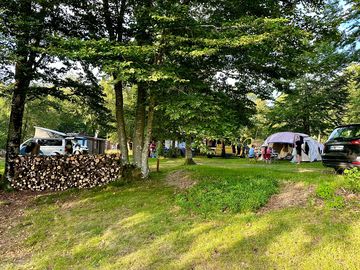 Grass pitches under the trees