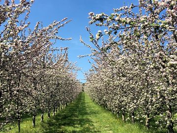 Springtime in the orchard