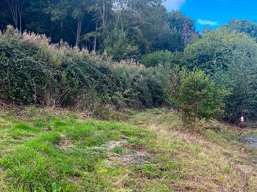 Site sheltered by trees (added by manager 24 sep 2021)