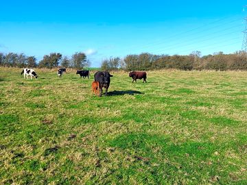 Animals in the field